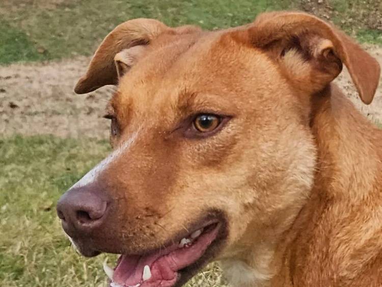 Adotta un cane, femmina, 2 anni e 4 mesi, Pavia