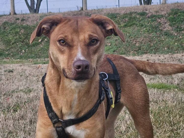 Adozione cane, femmina, Razza sconosciuta Razza sconosciuta, 2 anni e 4 mesi, taglia media contenuta, Pavia