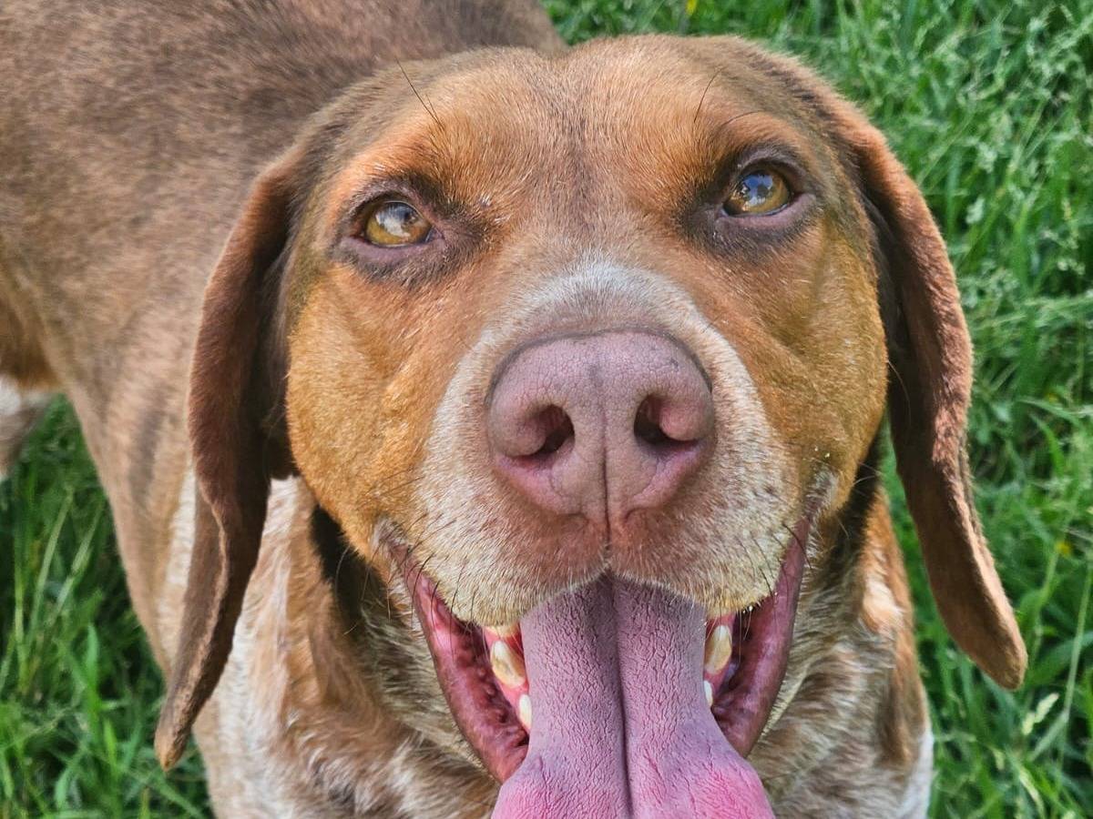 Adotta un cane, maschio, 3 anni e 10 mesi, Pavia