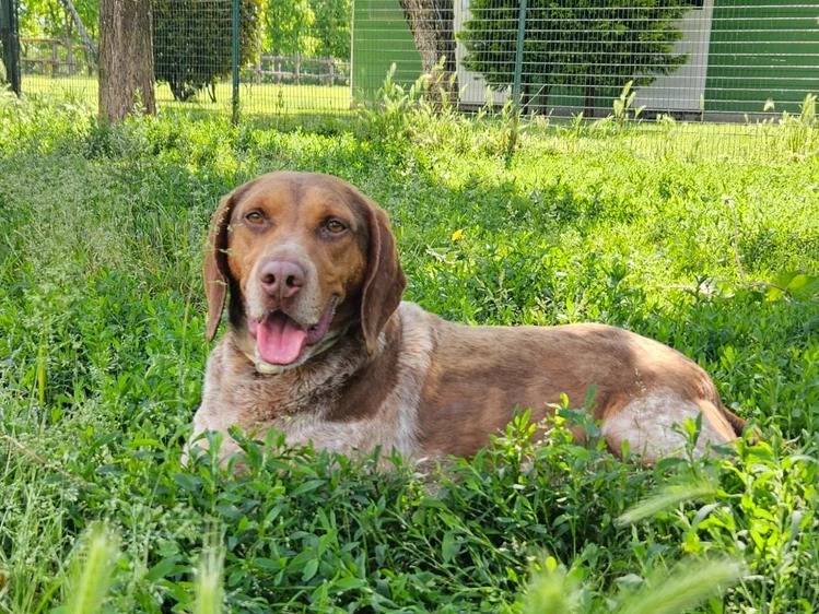 Adozione cane, maschio, Razza sconosciuta Razza sconosciuta, 3 anni e 10 mesi, taglia media, Pavia