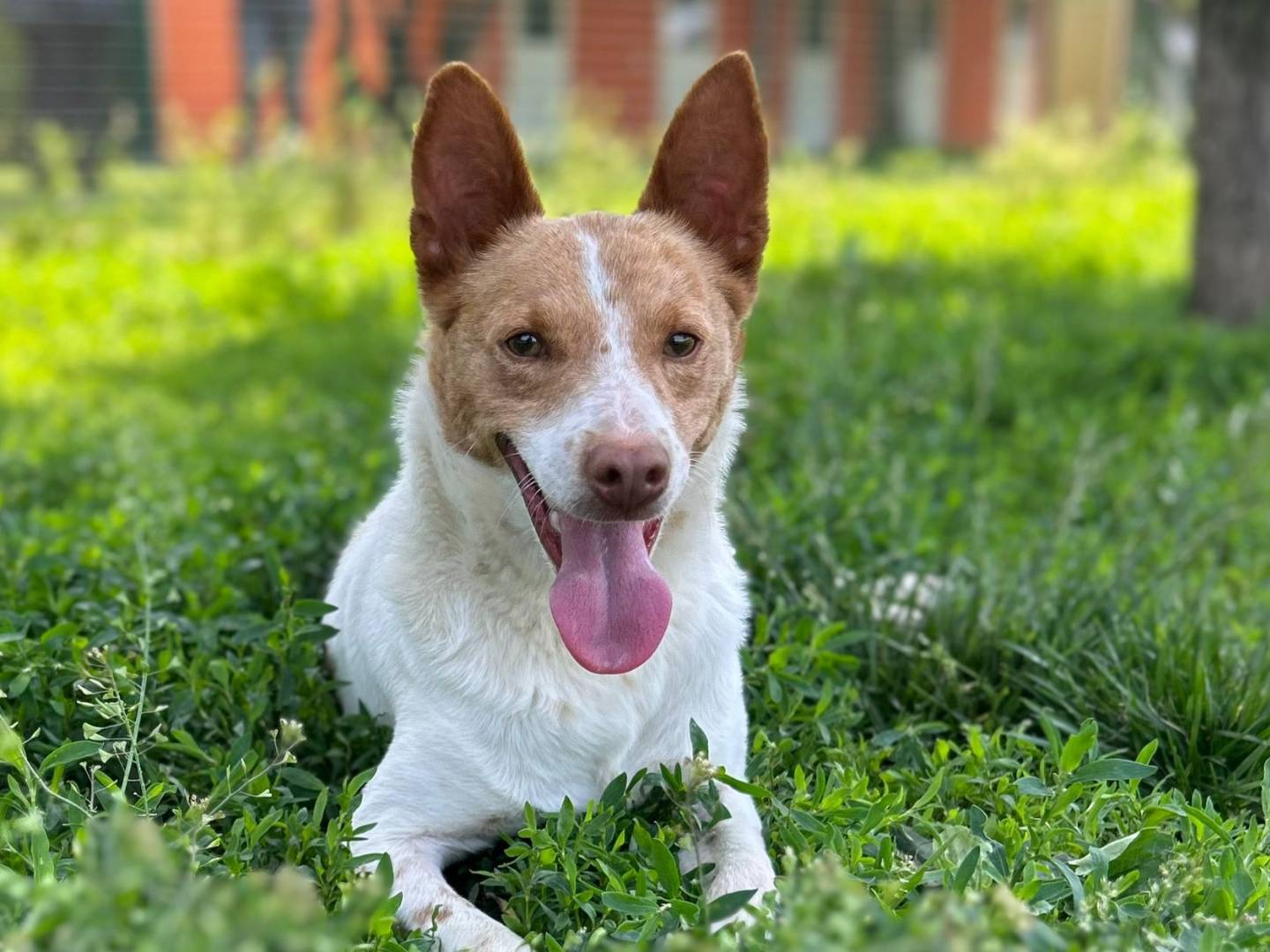 Adozione cane, maschio, Razza sconosciuta Razza sconosciuta, 2 anni e 1 mese, taglia media contenuta, Pavia