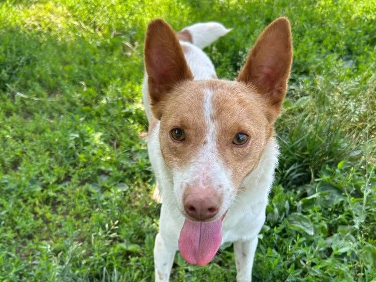 Adotta un cane, maschio, 2 anni e 1 mese, Pavia