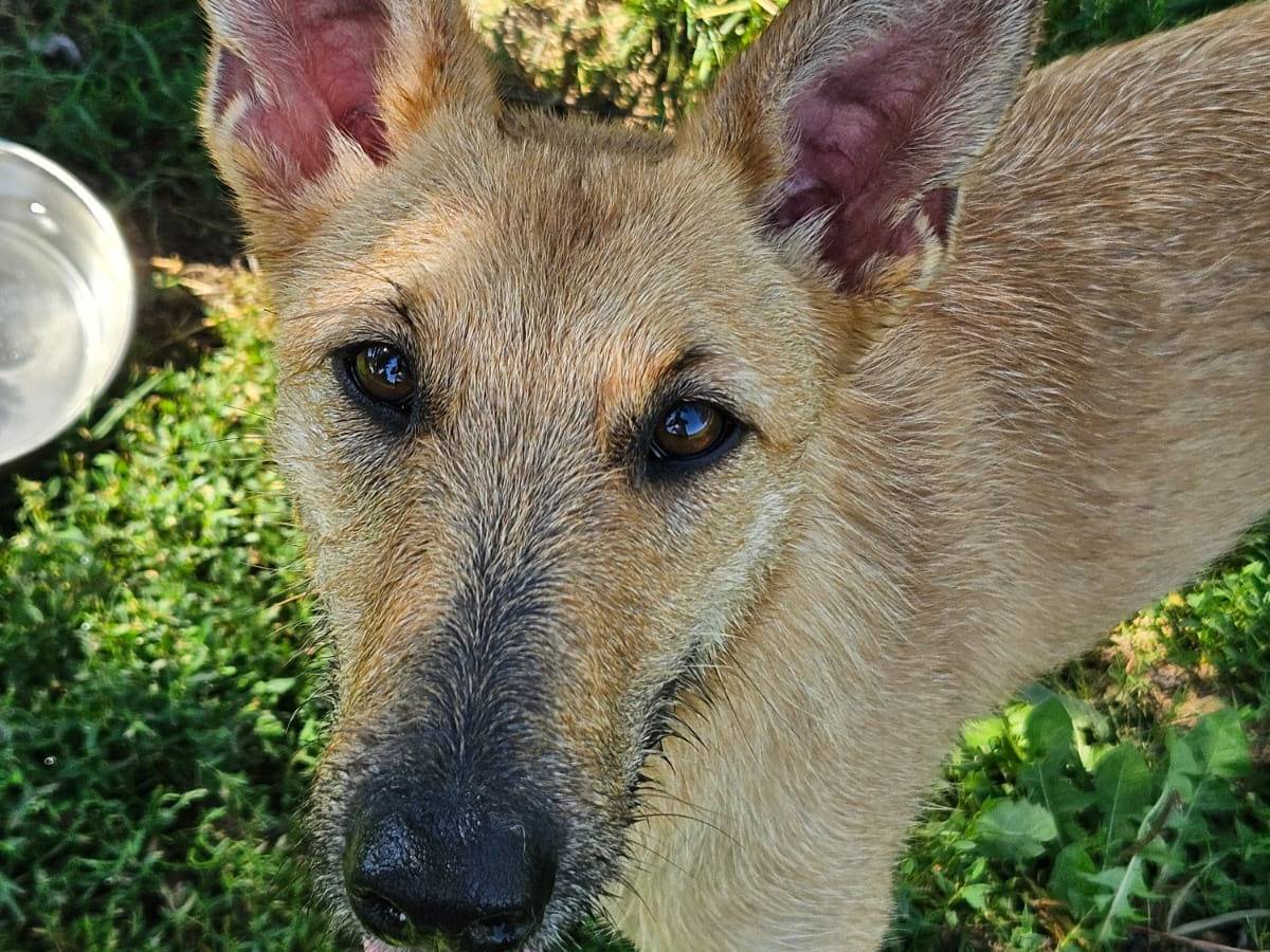 Adotta un cane, femmina, 1 anno e 5 mesi, Pavia
