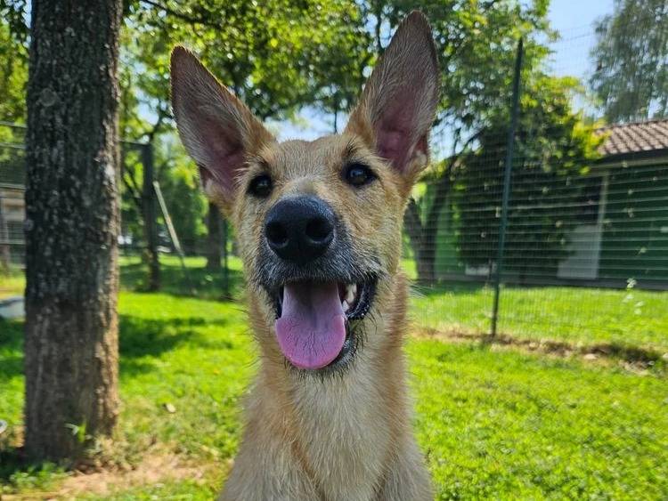 Adozione cane, femmina, Razza sconosciuta Razza sconosciuta, 1 anno e 5 mesi, taglia media contenuta, Pavia