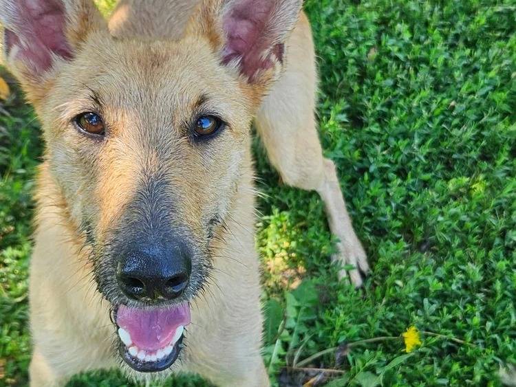Adotta un cane, taglia media contenuta, femmina, Pavia