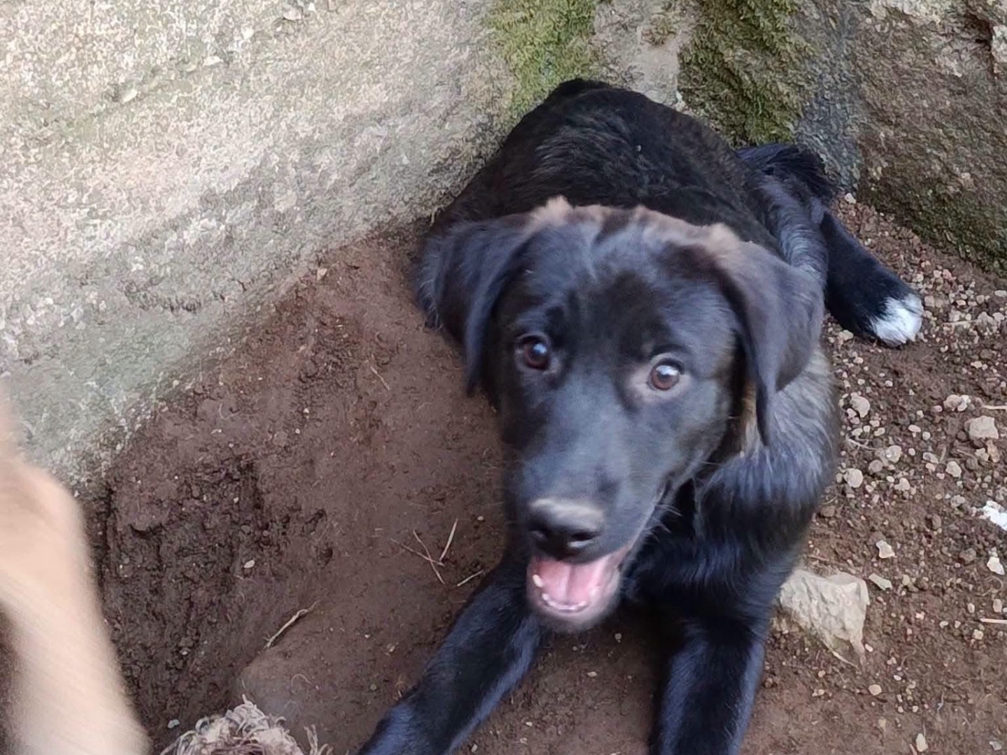 Adotta un cane, taglia media, femmina, Avellino