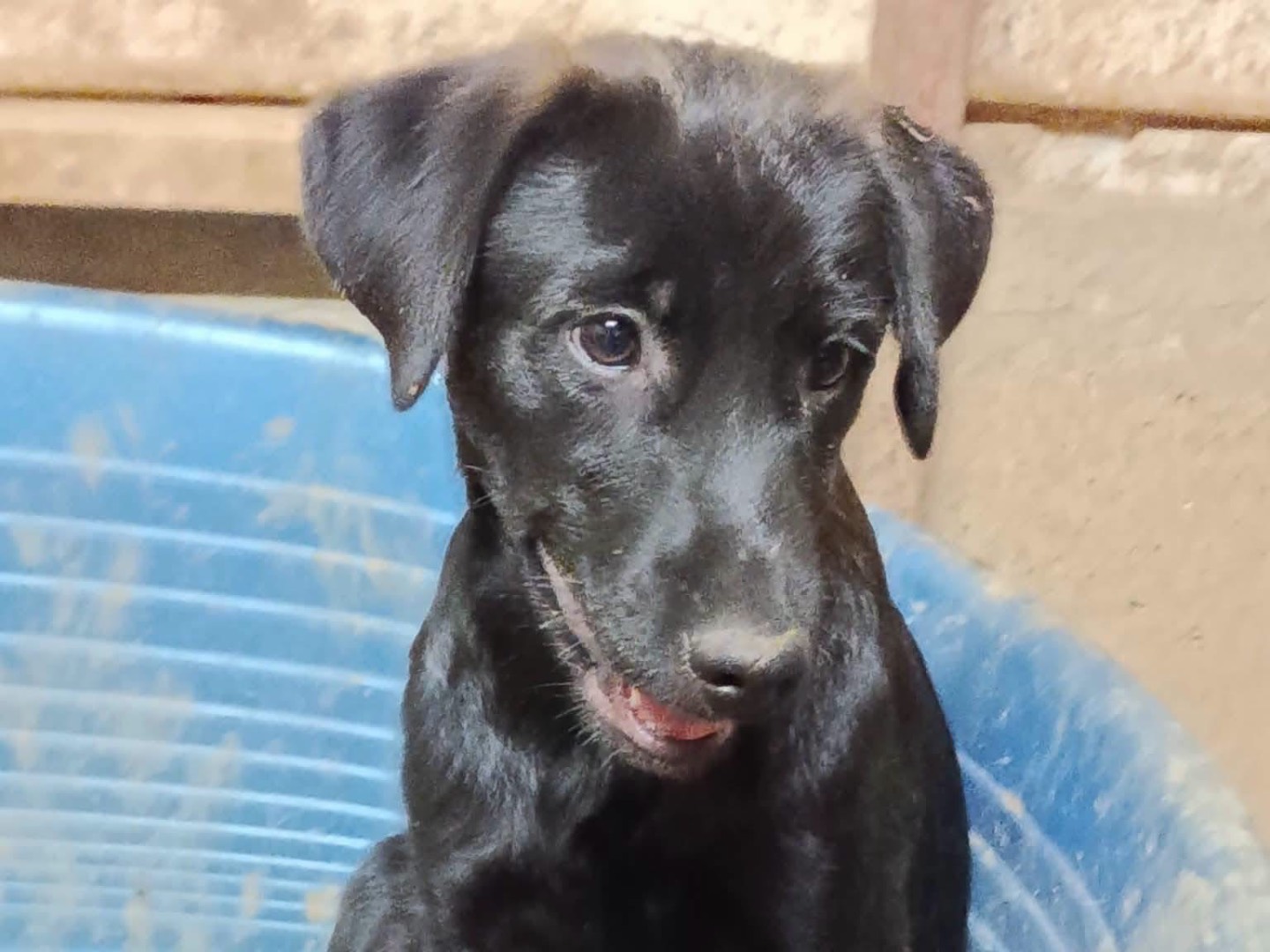 Adozione cane, femmina, Razza sconosciuta Razza sconosciuta, 3 mesi, taglia media, Avellino