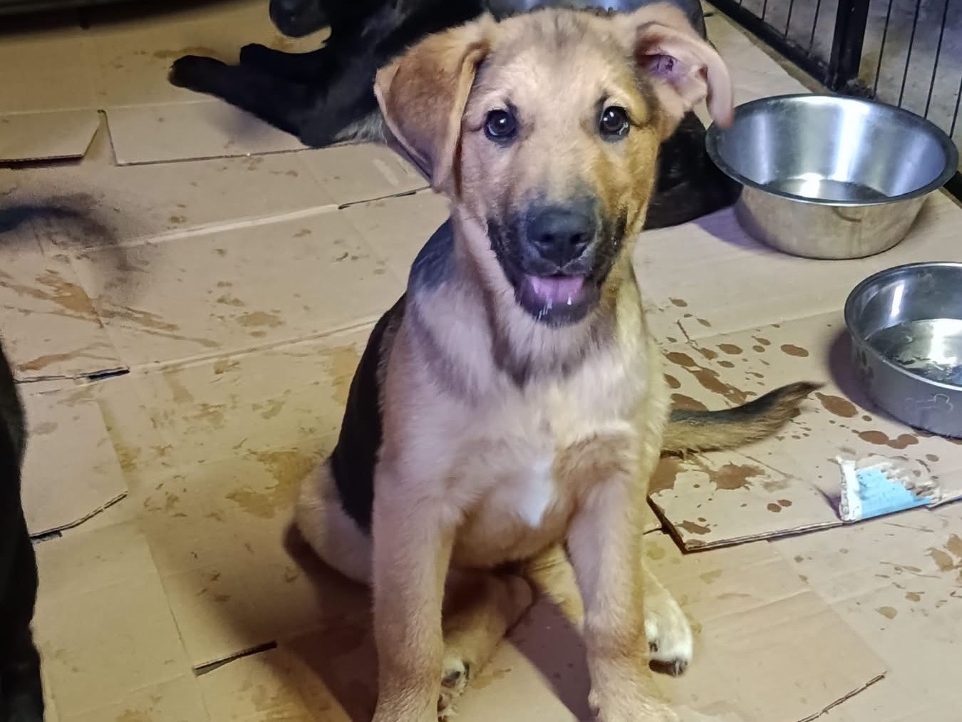 Adozione cane, maschio, Razza sconosciuta Razza sconosciuta, 3 mesi, taglia media, Avellino