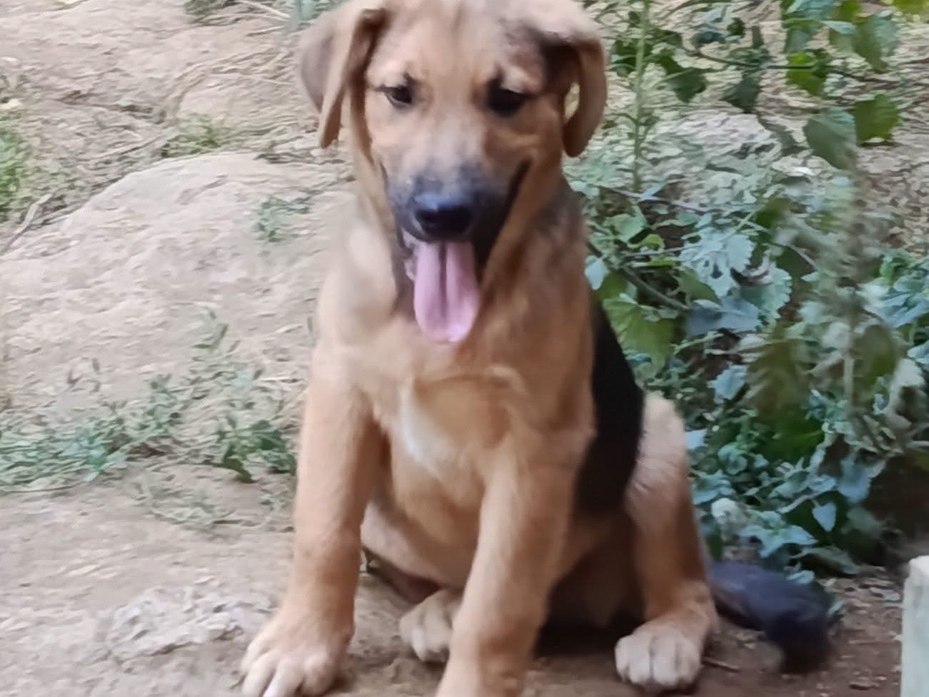 Adotta un cane, maschio, 3 mesi, Avellino