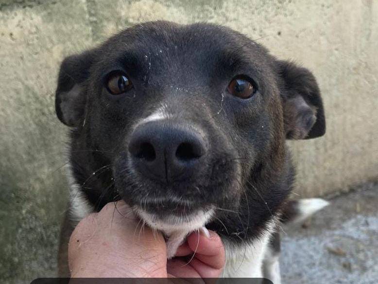 Adozione cane, femmina, Razza sconosciuta Razza sconosciuta, 4 anni e 1 mese, taglia piccola, Cremona