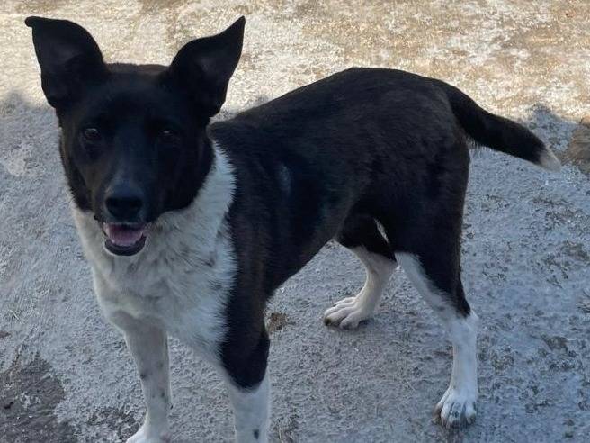 Adotta un cane, femmina, 4 anni e 1 mese, Cremona