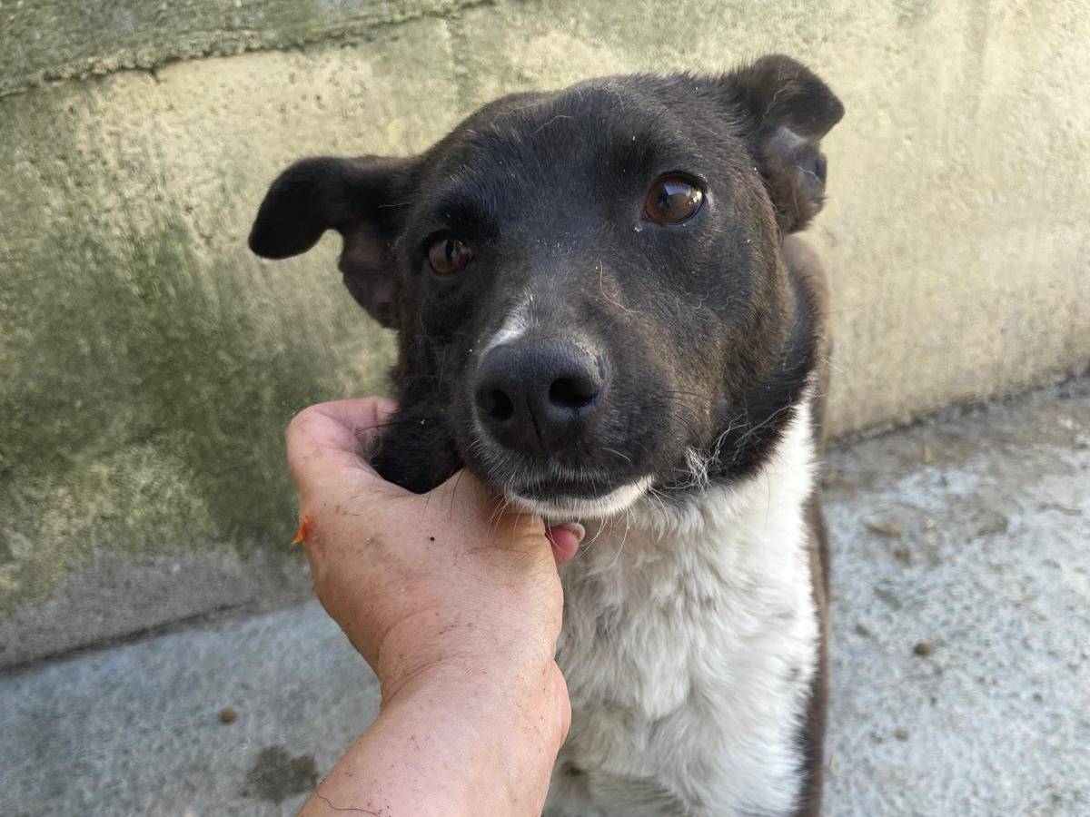 Adotta un cane, taglia piccola, femmina, Cremona