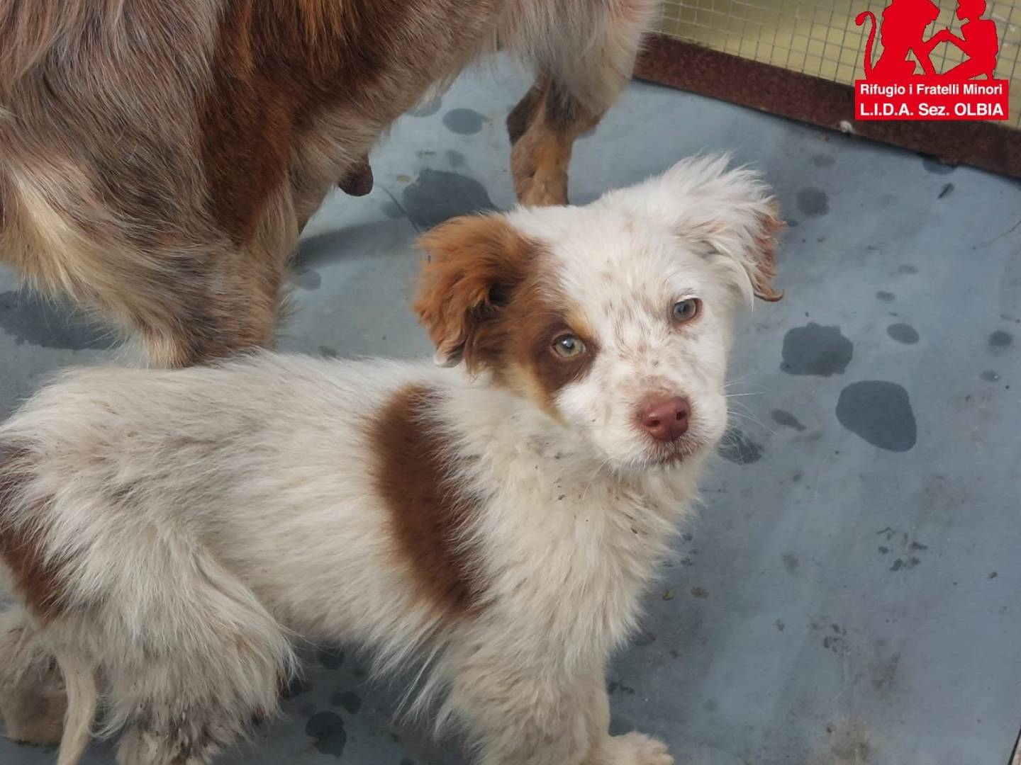 Adozione cane, maschio, Setter Inglese Razza sconosciuta, 6 mesi, taglia media contenuta, Sassari