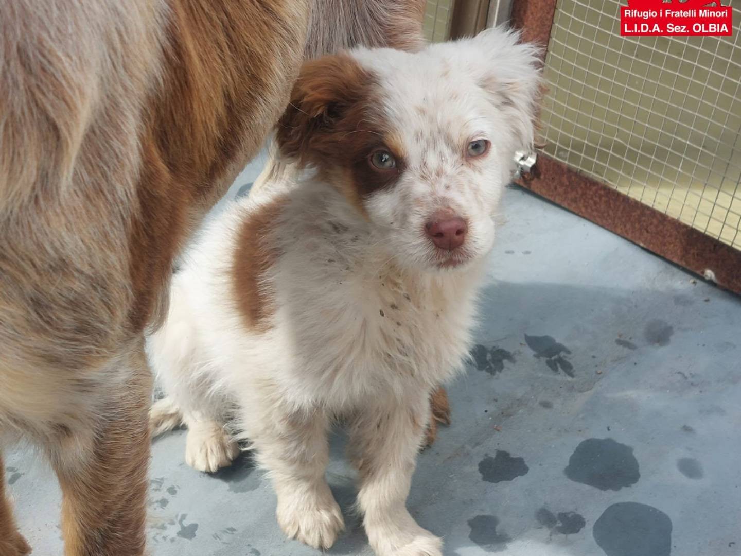 Adotta un cane, maschio, 6 mesi, Sassari