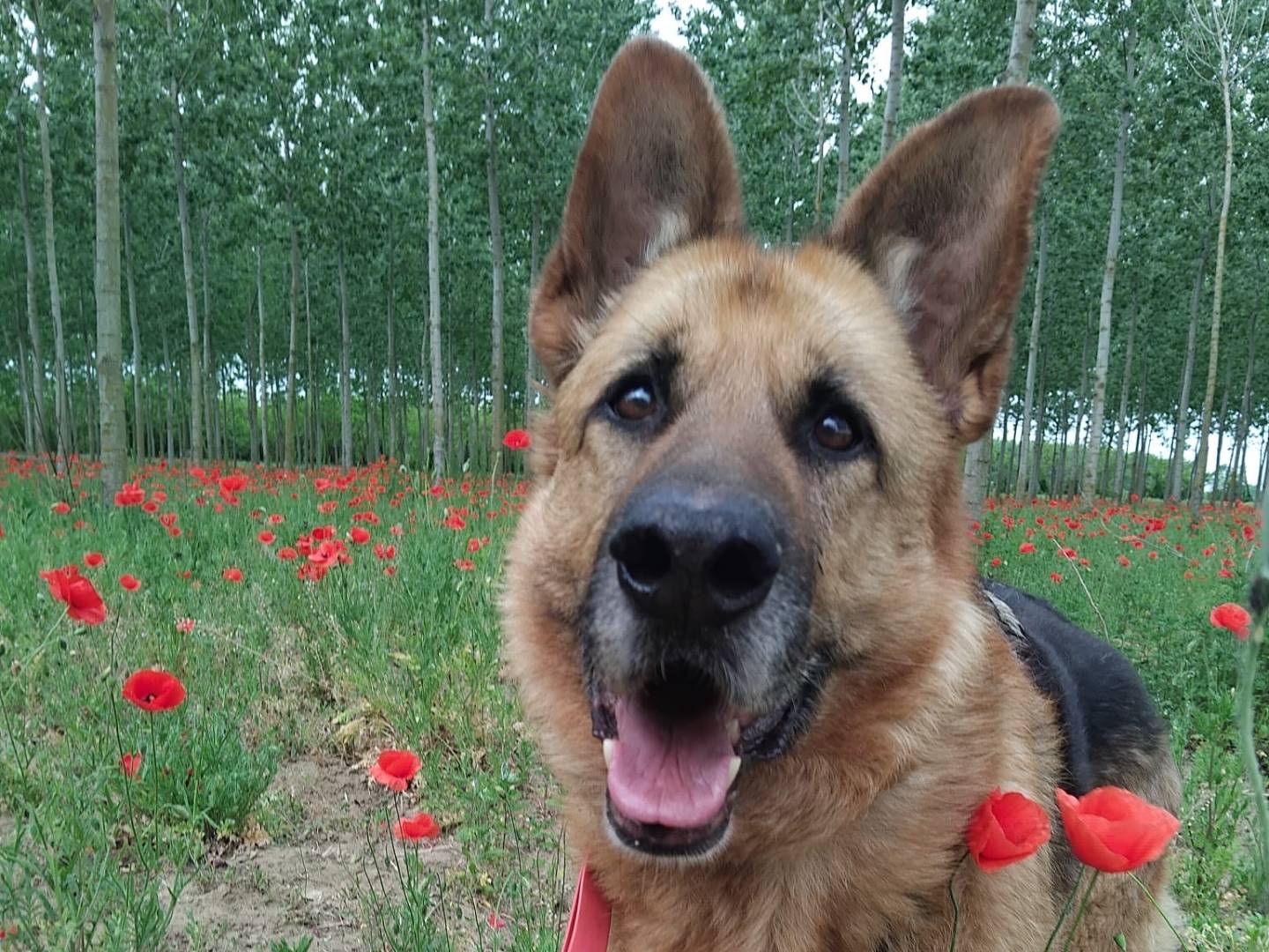 Adozione cane, maschio, Pastore tedesco Razza sconosciuta, 8 anni e 9 mesi, taglia gigante, Pavia