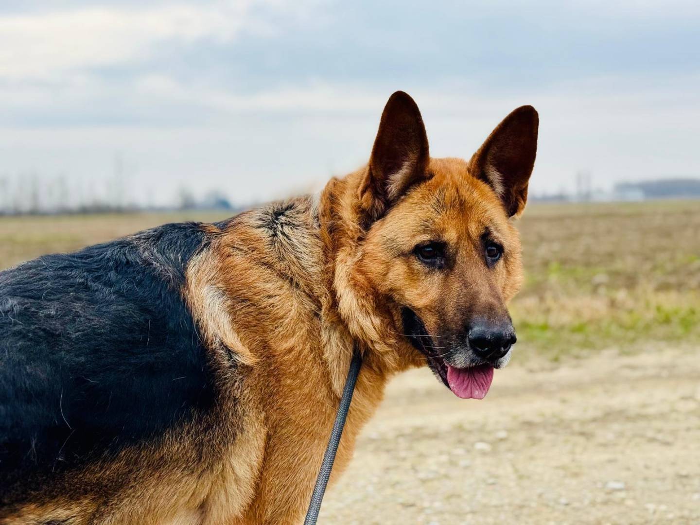 Adotta un cane, maschio, 8 anni e 9 mesi, Pavia