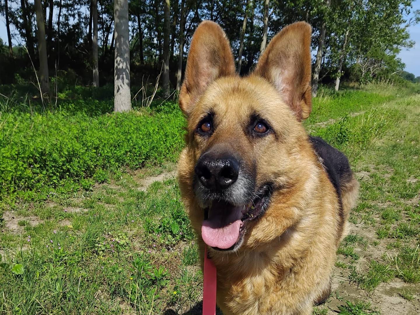 Adotta un cane, taglia gigante, maschio, Pavia