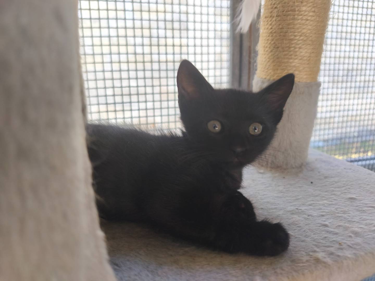 Adozione gatto, femmina, Razza sconosciuta Razza sconosciuta, 2 mesi, taglia non valida, Bari