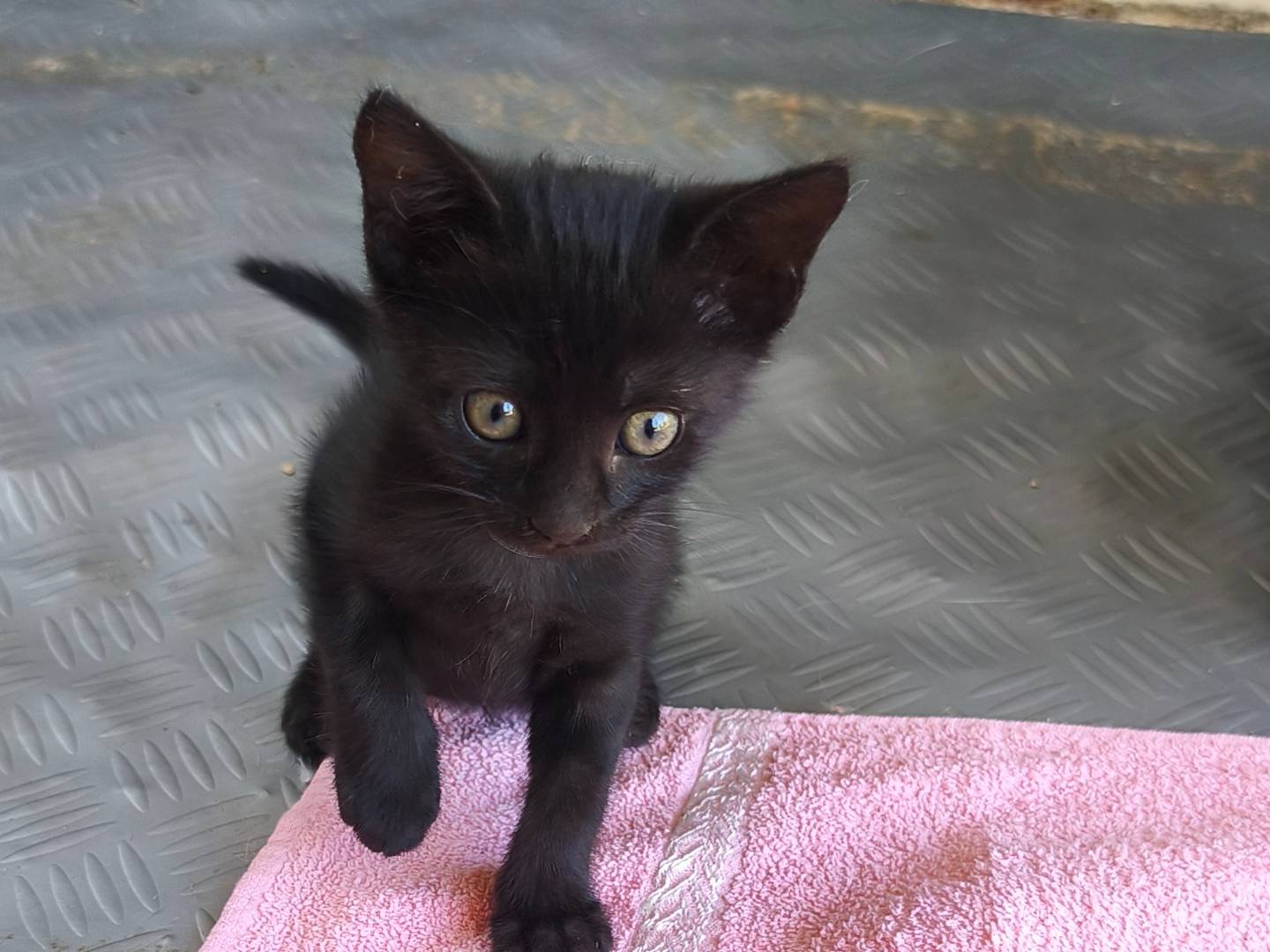 Adotta un gatto, femmina, 2 mesi, Bari