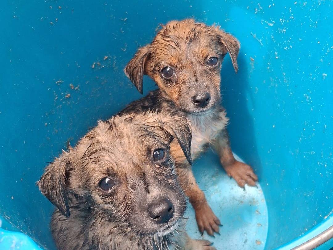 Adozione cane, femmina, Razza sconosciuta Razza sconosciuta, 3 mesi, taglia media contenuta, Avellino