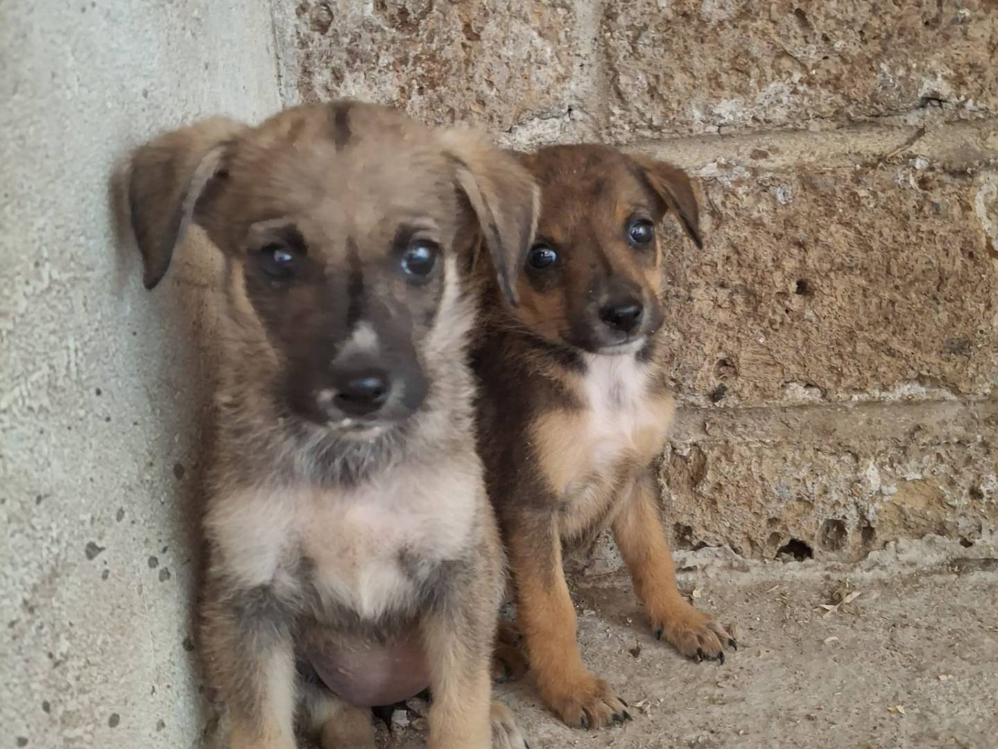 Vuoi adottare un cane a Avellino?