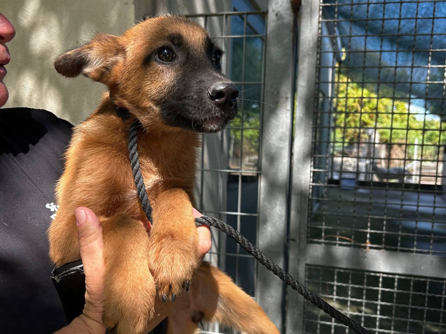 Adotta un cane, femmina, 4 mesi, Latina