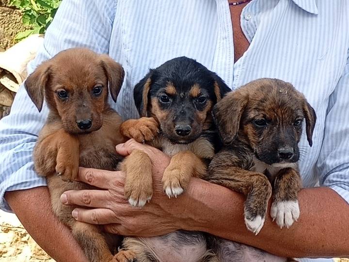 Adotta un cane, femmina, 3 mesi, Avellino