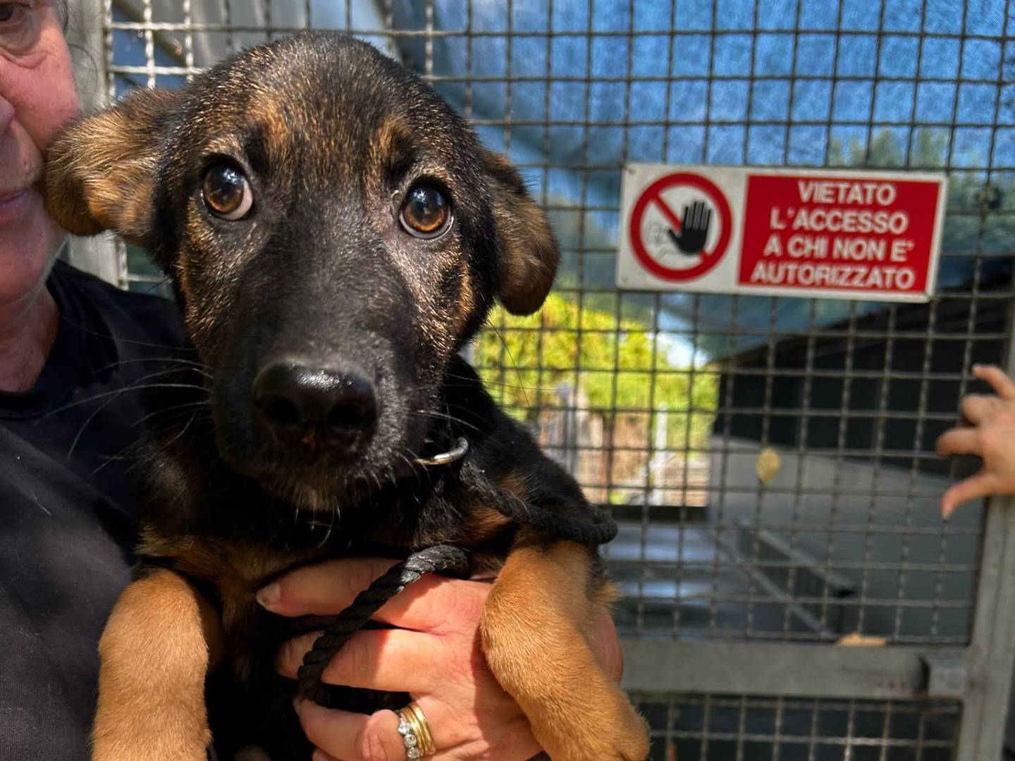 Adozione cane, maschio, Razza sconosciuta Razza sconosciuta, 4 mesi, taglia media, Latina