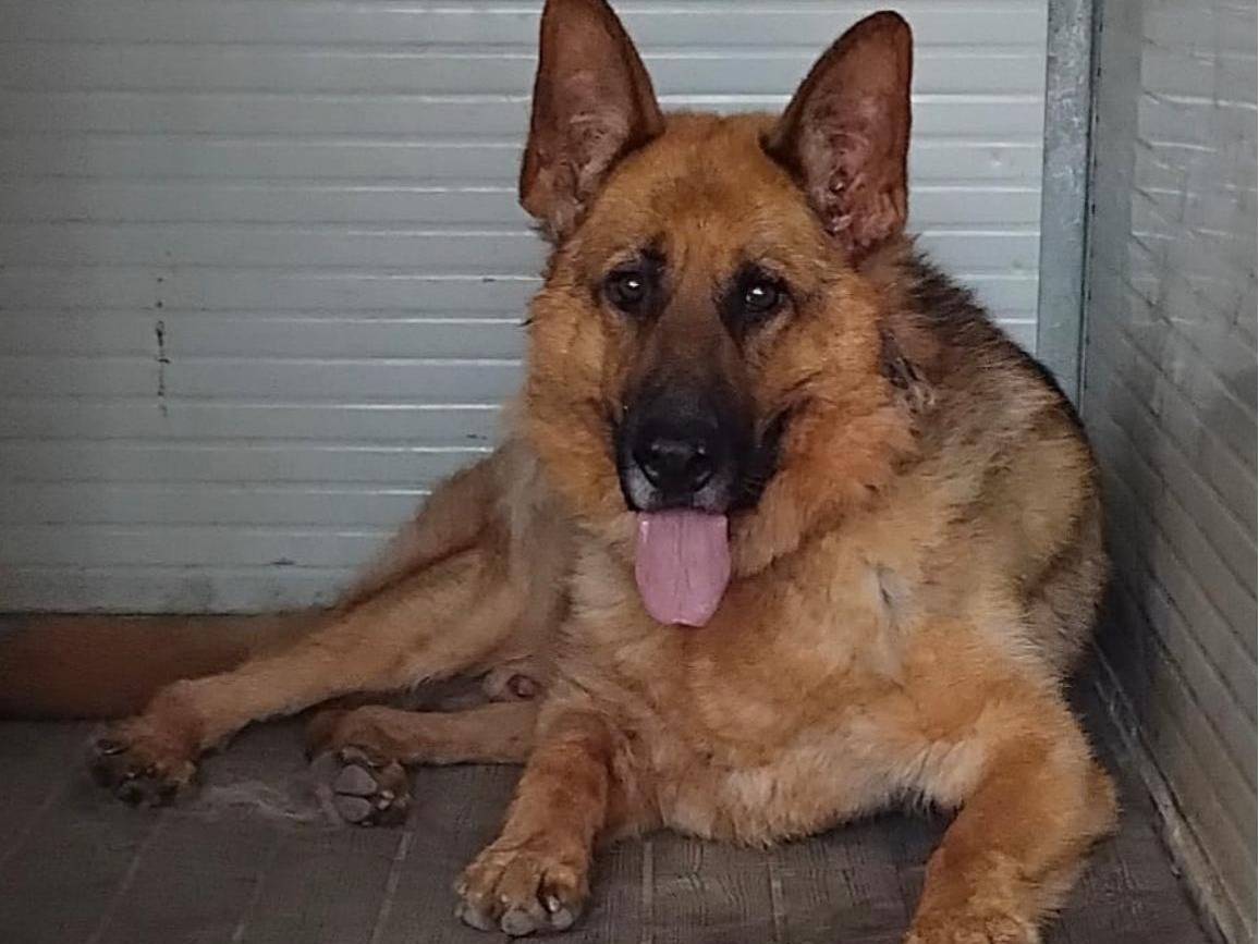 Adotta il cane Airon a Pavia