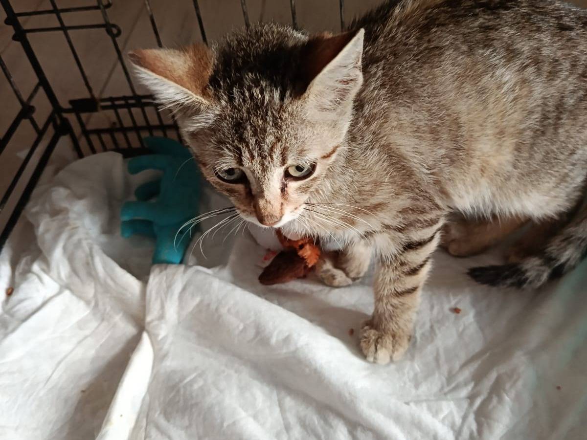 Adozione gatto, maschio, Razza sconosciuta Razza sconosciuta, 2 mesi, taglia non valida, Napoli