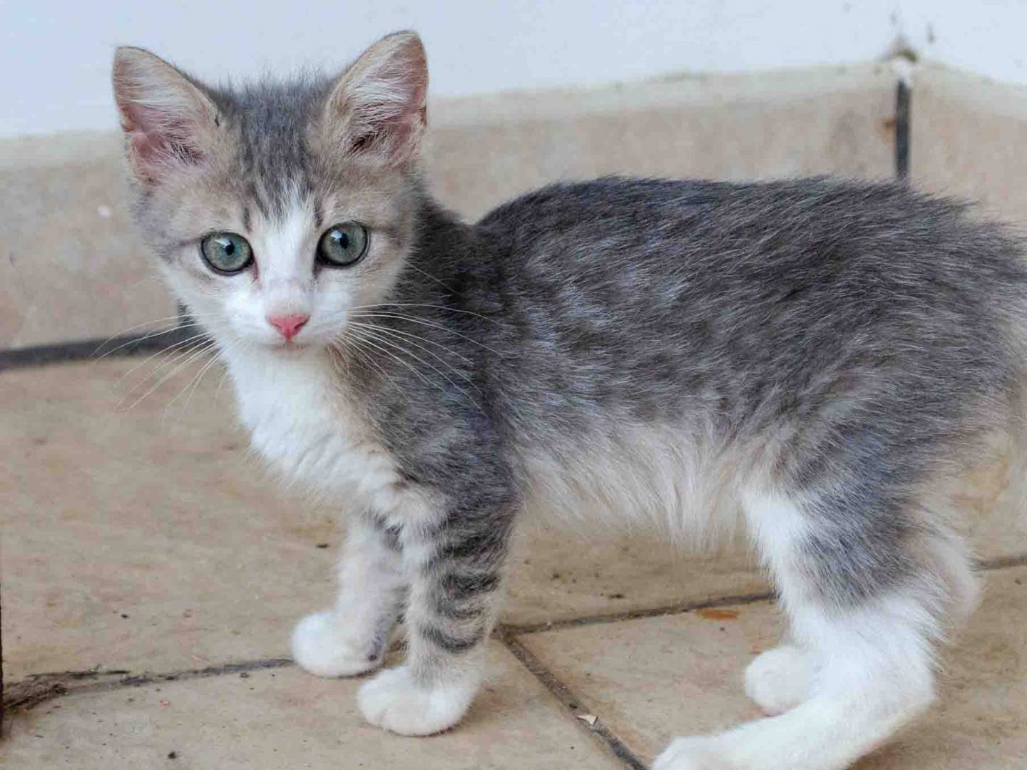 Adozione gatto, maschio, Razza sconosciuta Razza sconosciuta, 1 mese, taglia non valida, Lecce