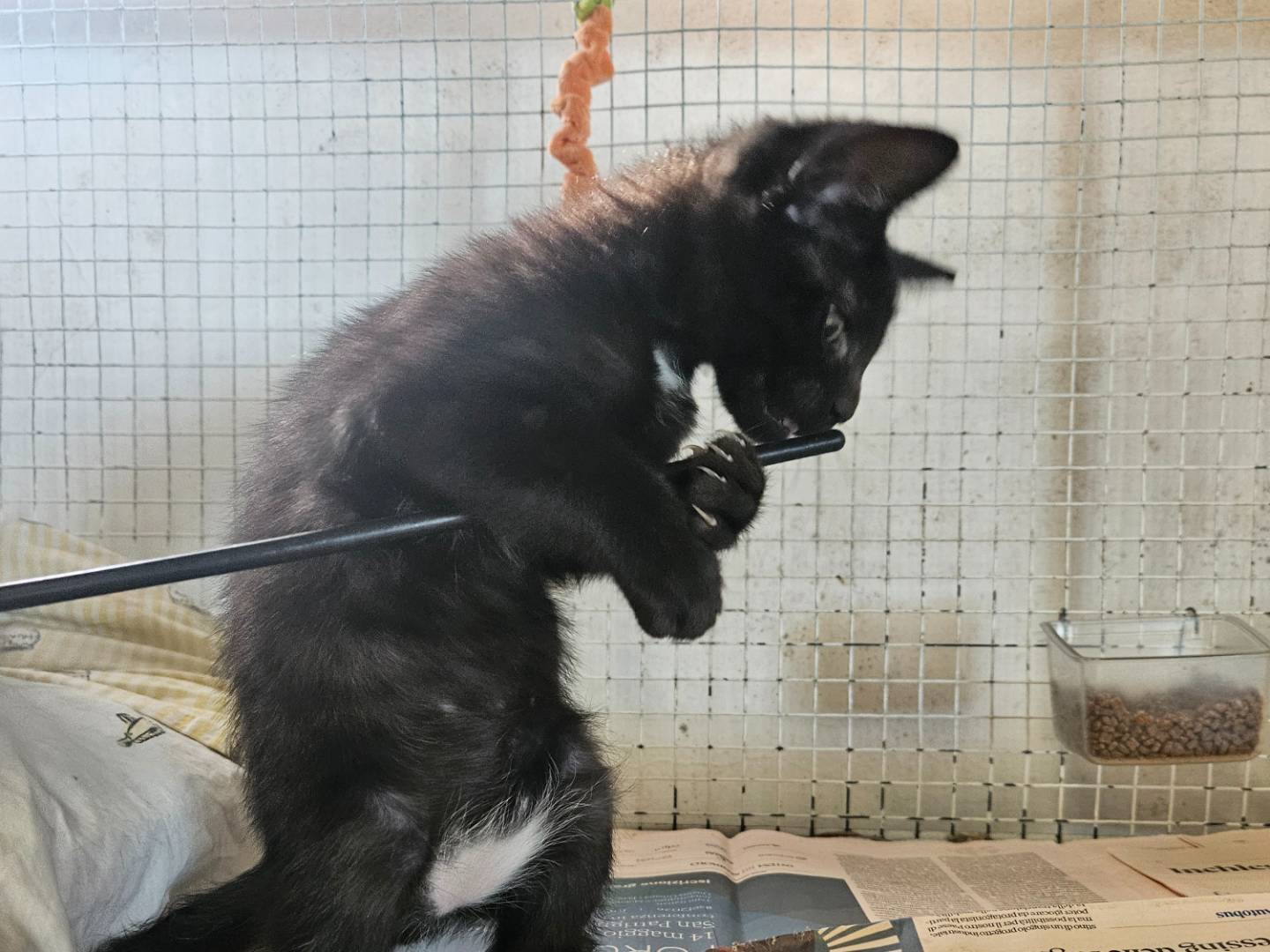 Adozione gatto, maschio, Razza sconosciuta Razza sconosciuta, 2 mesi, taglia non valida, Milano