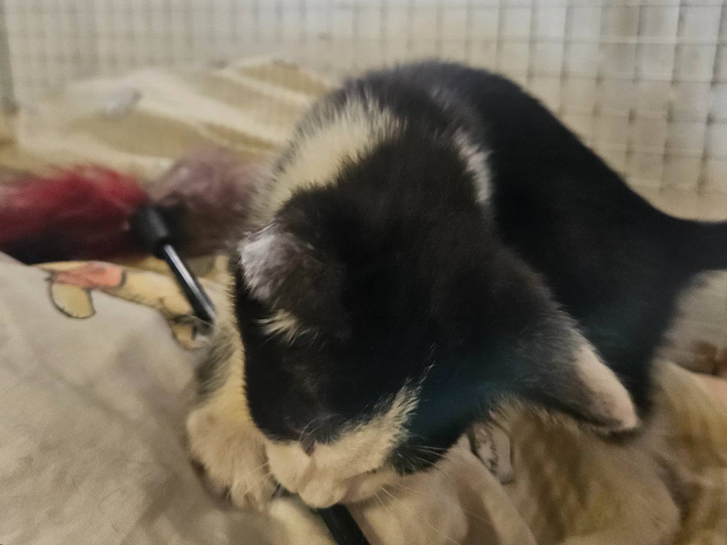 Adotta un gatto, maschio, 2 mesi, Milano