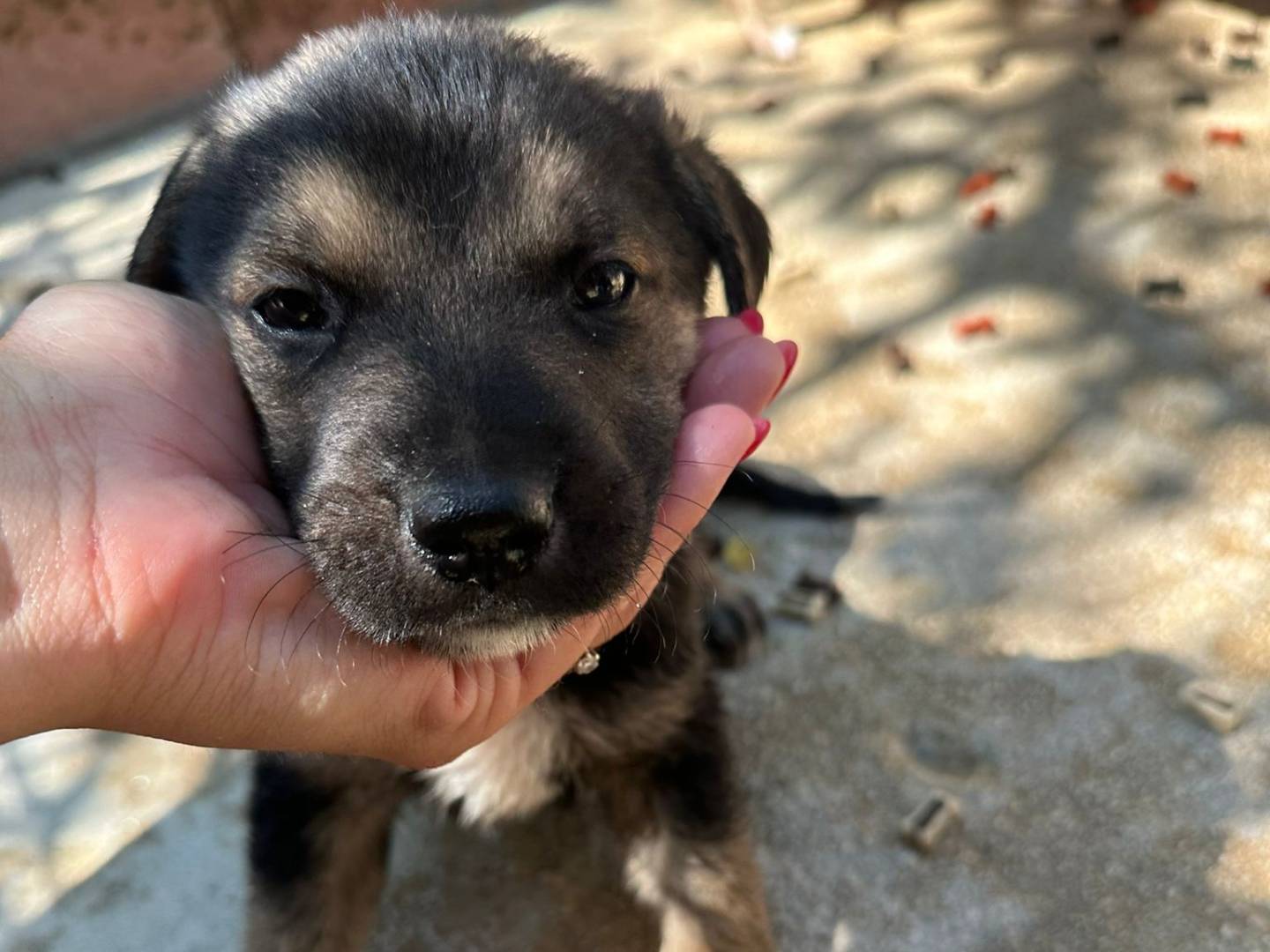 Adozione cane, maschio, Razza sconosciuta Razza sconosciuta, 3 mesi, taglia media, Milano