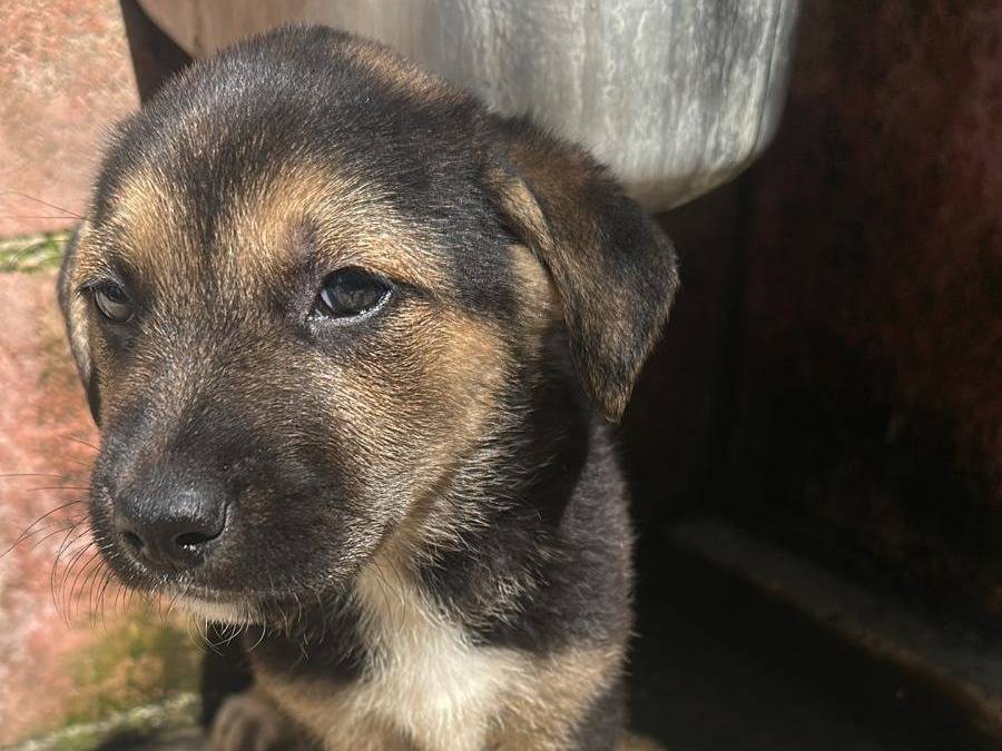 Adotta un cane, maschio, 3 mesi, Milano