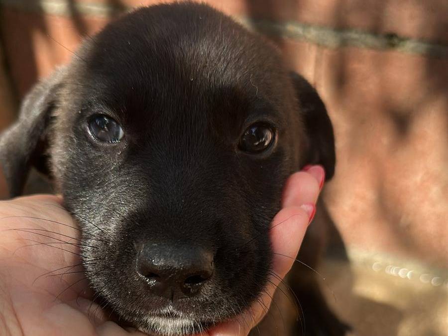 Adotta un cane, maschio, 3 mesi, Milano