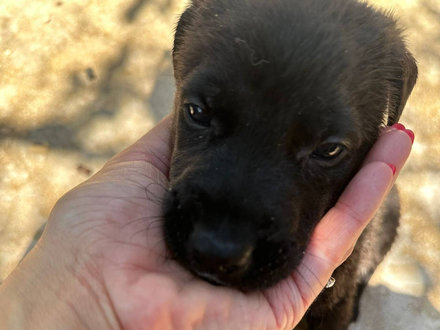Adotta un cane, taglia media, maschio, Milano