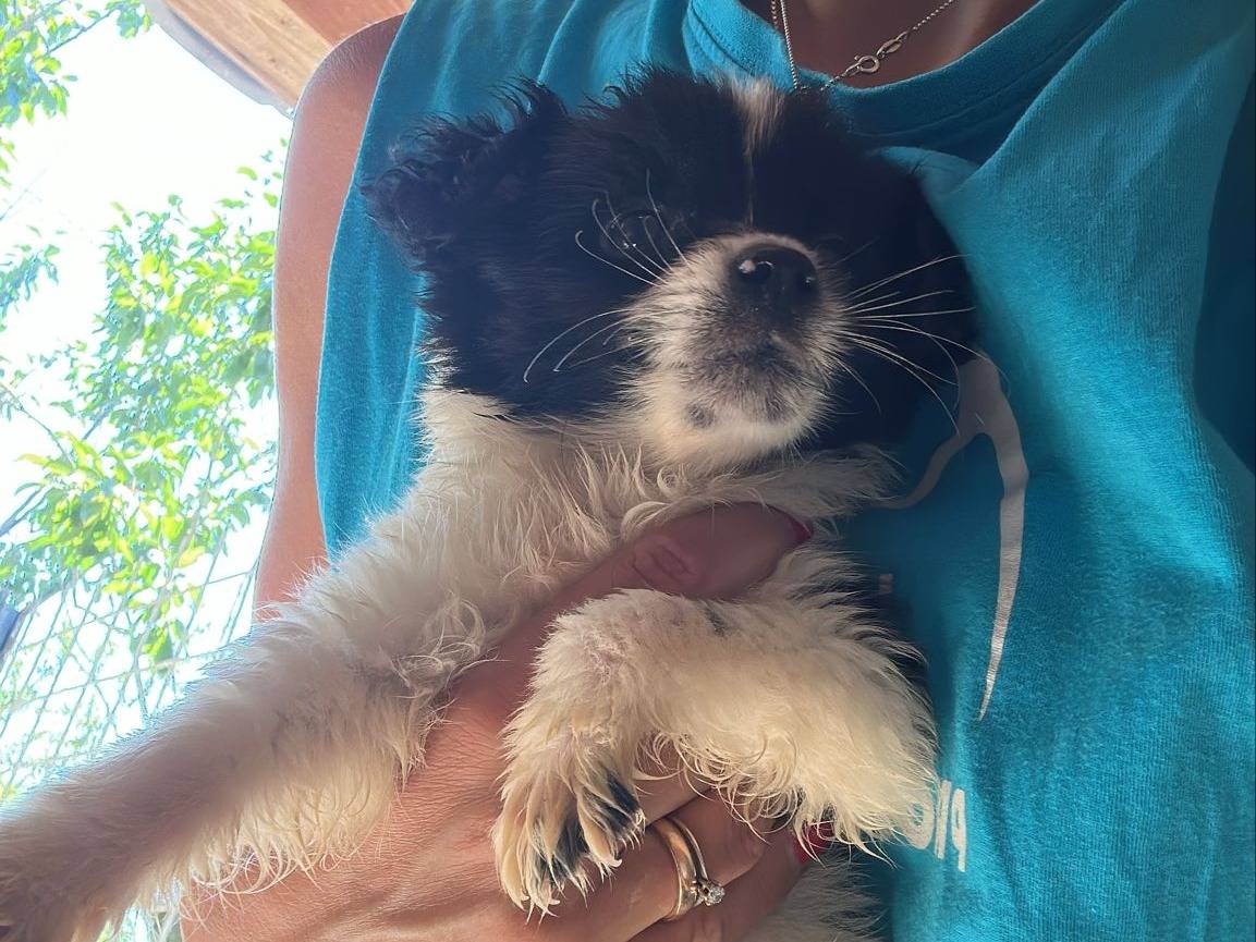 Adotta un cane, maschio, 3 mesi, Milano