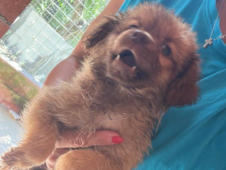 Adotta un cane, maschio, 3 mesi, Milano