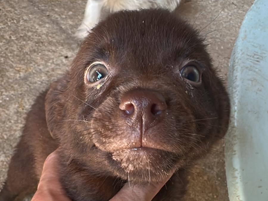 Adozione cane, maschio, Razza sconosciuta Razza sconosciuta, 3 mesi, taglia media, Milano