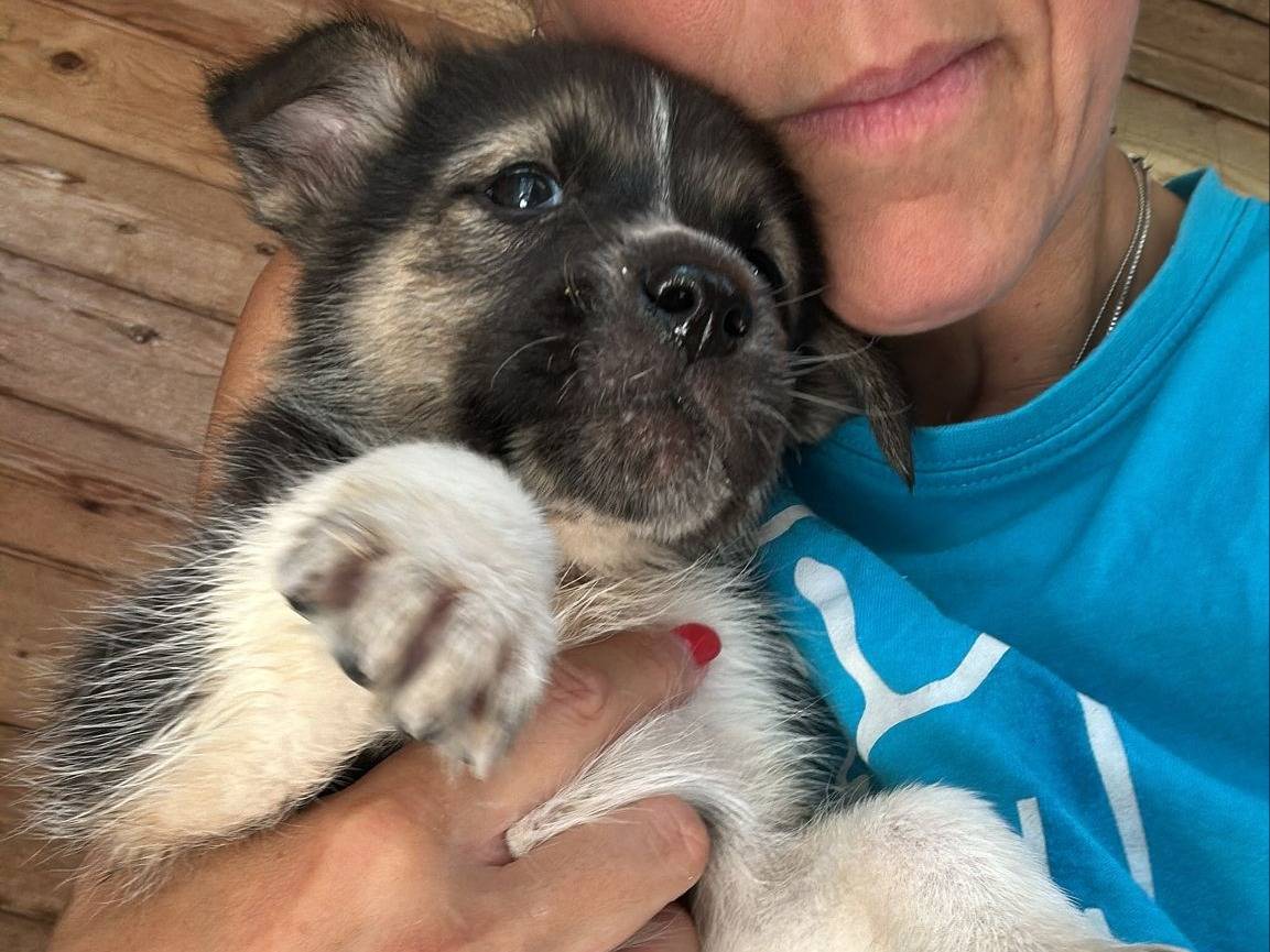 Adozione cane, maschio, Razza sconosciuta Razza sconosciuta, 3 mesi, taglia media, Milano