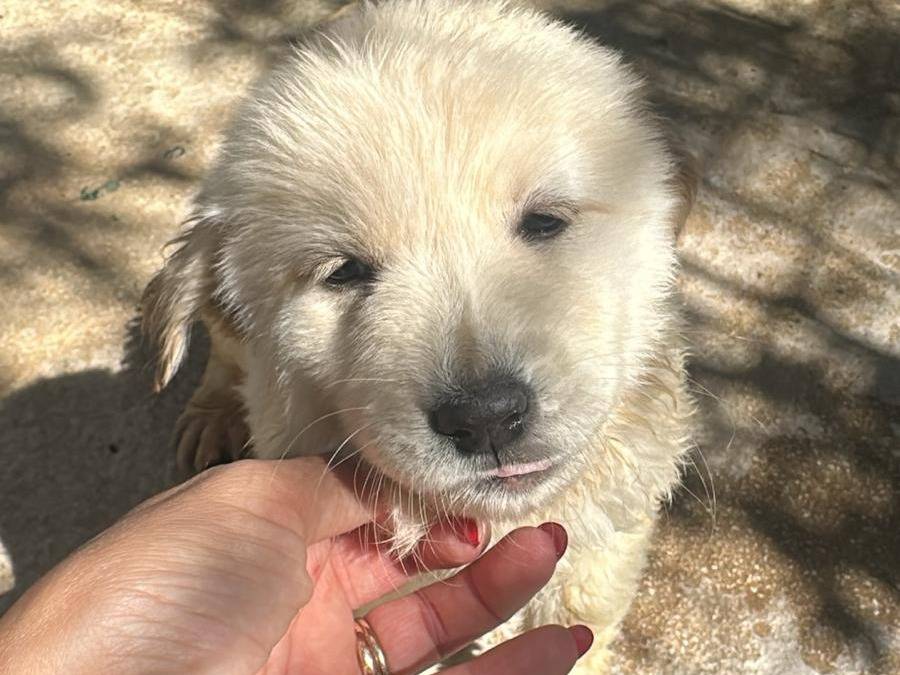 Adotta un cane, femmina, 3 mesi, Milano