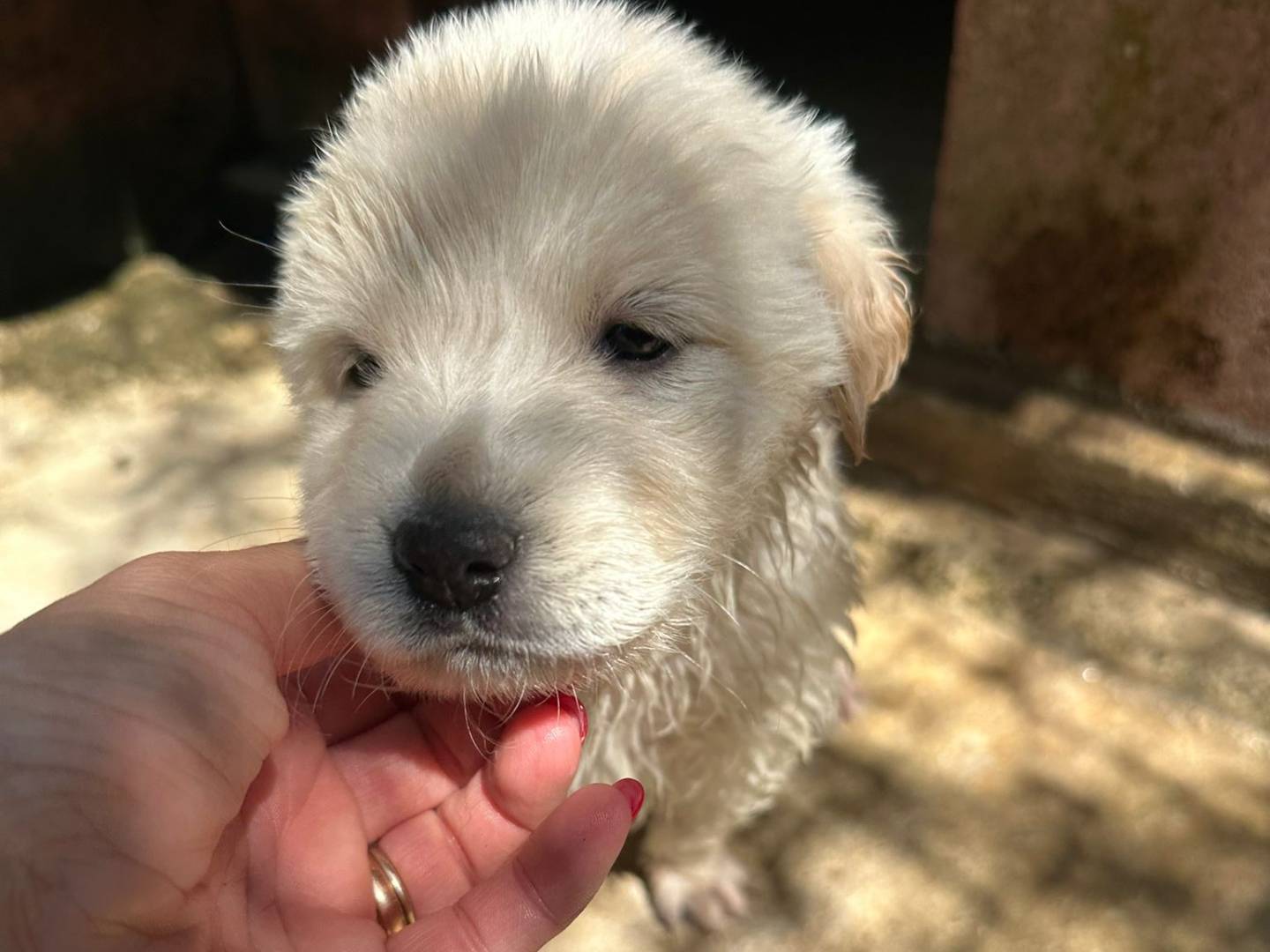 Adozione cane, femmina, Razza sconosciuta Razza sconosciuta, 3 mesi, taglia media, Milano