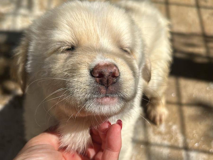 Adotta un cane, femmina, 3 mesi, Milano