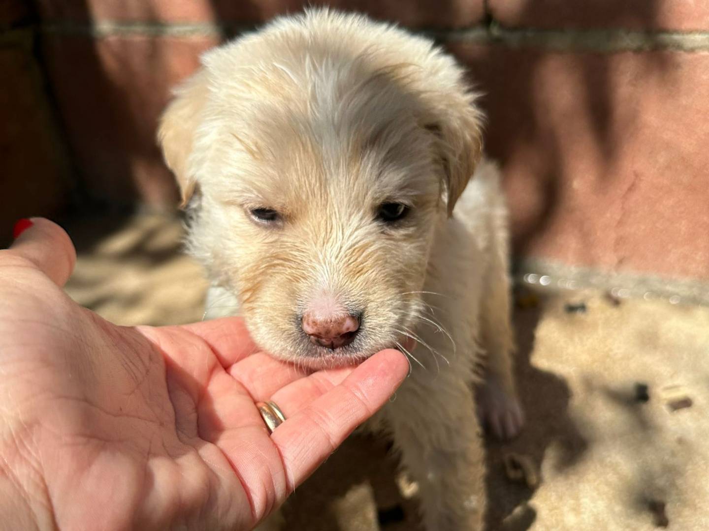 Adozione cane, femmina, Razza sconosciuta Razza sconosciuta, 3 mesi, taglia media, Milano