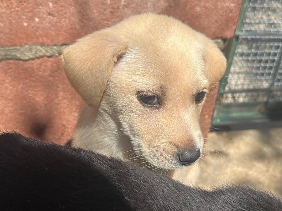 Adozione cane, femmina, Razza sconosciuta Razza sconosciuta, 3 mesi, taglia media, Milano