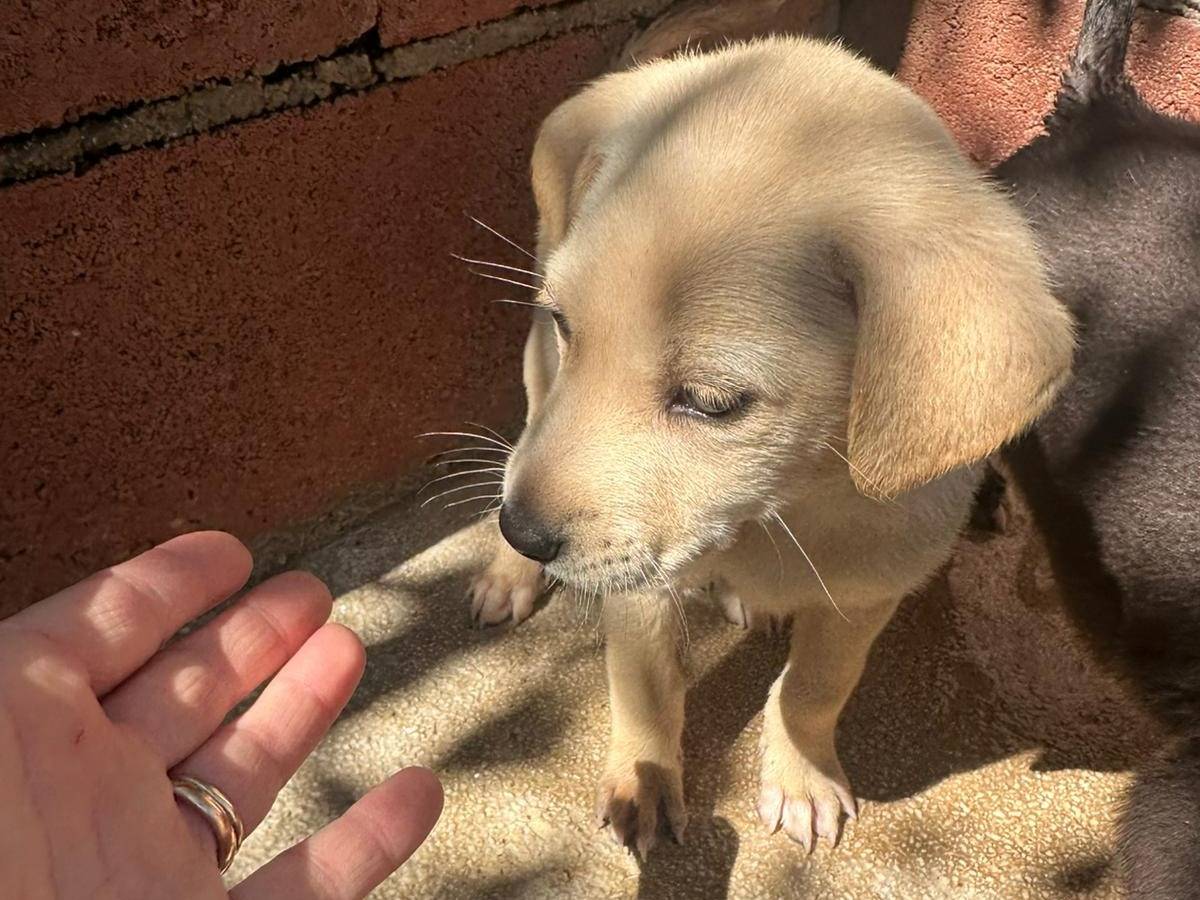 Adotta un cane, femmina, 3 mesi, Milano