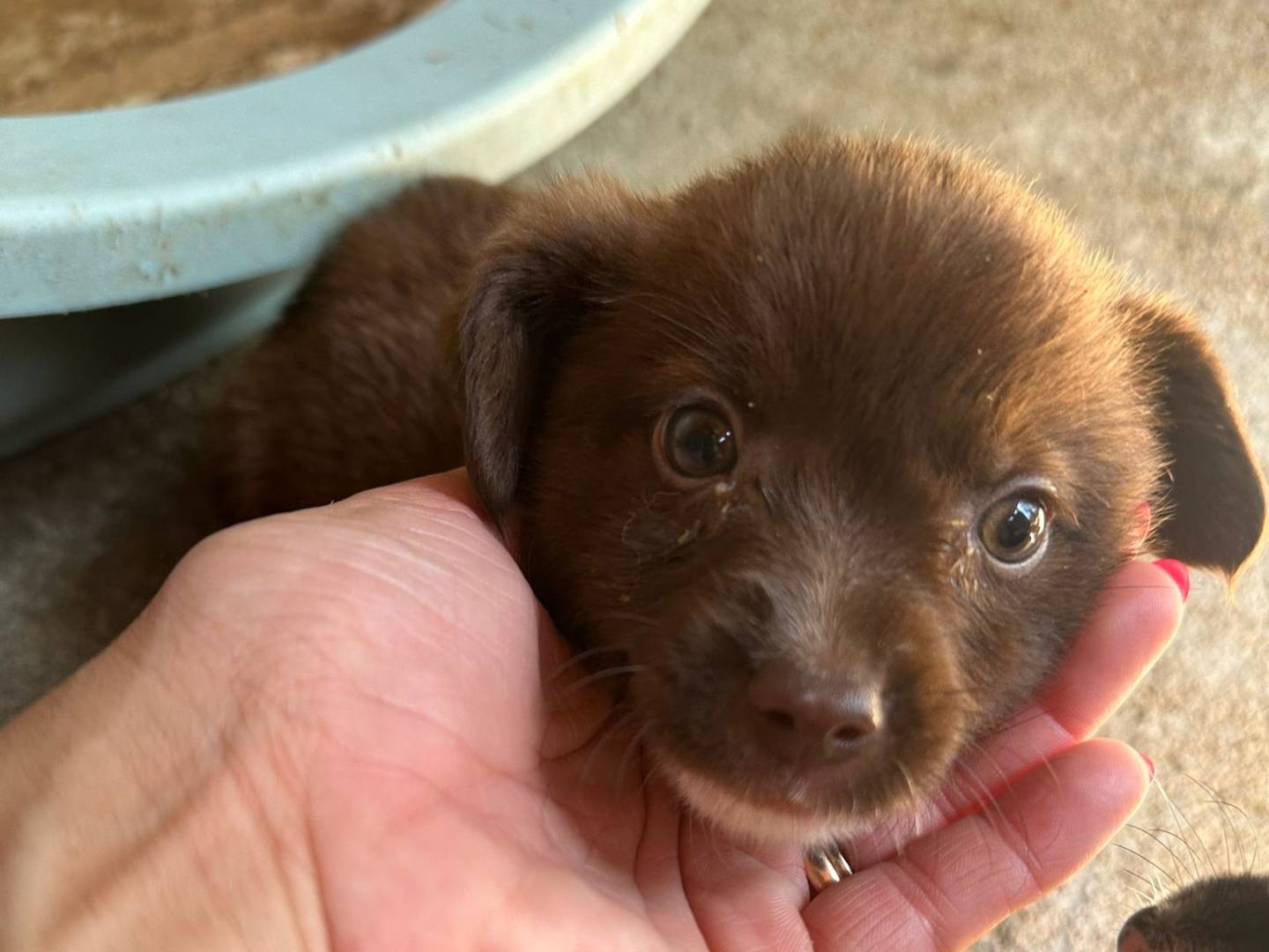 Adozione cane, femmina, Razza sconosciuta Razza sconosciuta, 3 mesi, taglia media, Milano