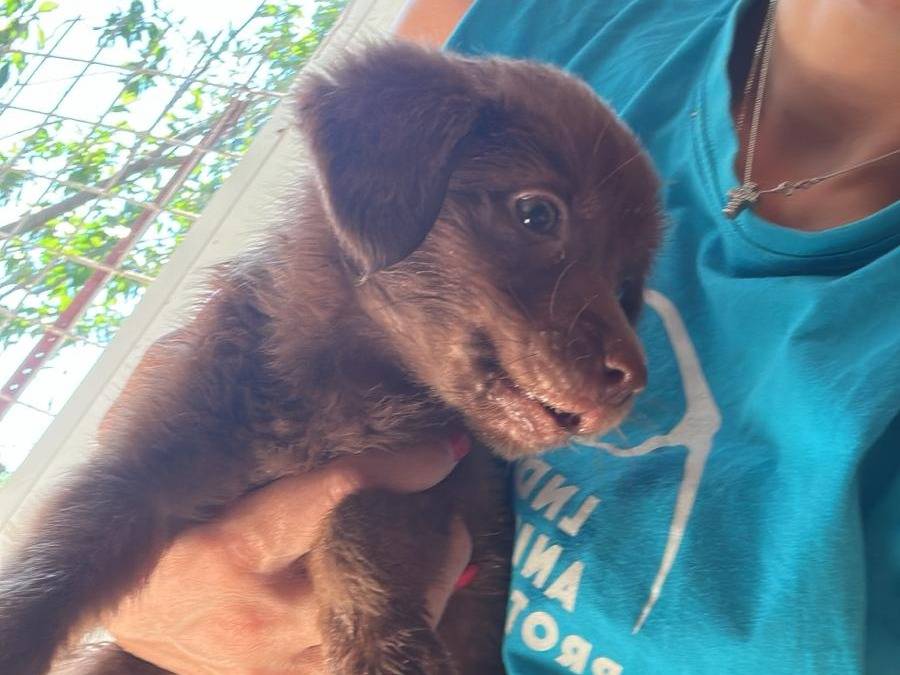 Adozione cane, femmina, Razza sconosciuta Razza sconosciuta, 3 mesi, taglia media, Milano