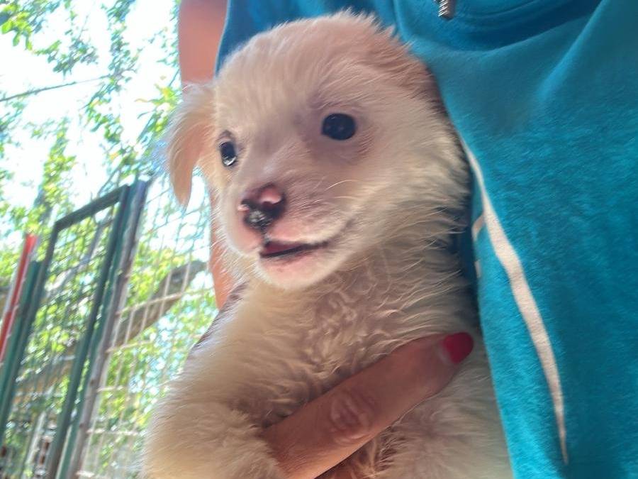 Adozione cane, femmina, Razza sconosciuta Razza sconosciuta, 3 mesi, taglia media, Milano